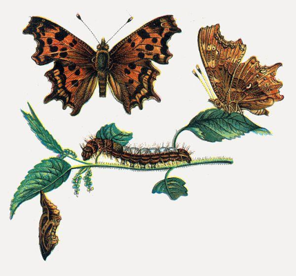 Polygonia c album Nemos hutchinson