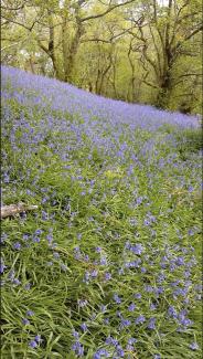 Bluebell wood