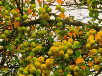 Malus sylvestris
