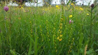 Grassland