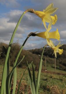 Wild daffodils