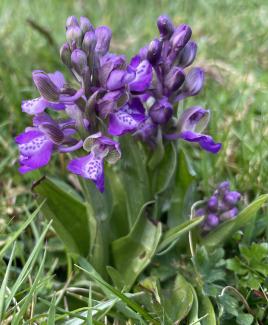 Green-winged orchid