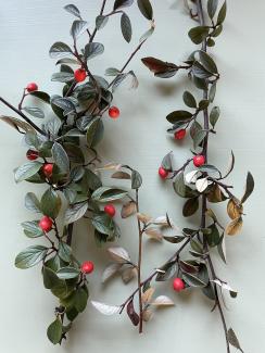Cotoneaster