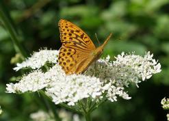 Silver-washed fritillary on hogweed