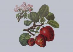 Herefordshire Pomona foxwhelp cider apple