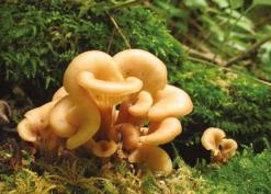 Lentinellus cochleatus, a species with laterally attached, clustered caps (photo Jo Weightman )