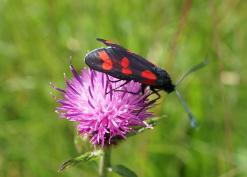 Six spot burnet moth on knapweed