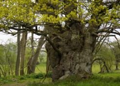 Veteran oak at Moor Abbey Middleton-on-the-Hill