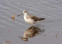 Greenshank Brockhall Gravel Pit Mick Colquhoun